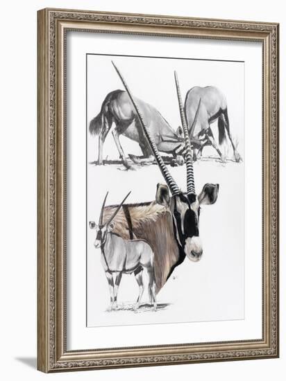 Gemsbok-Barbara Keith-Framed Giclee Print