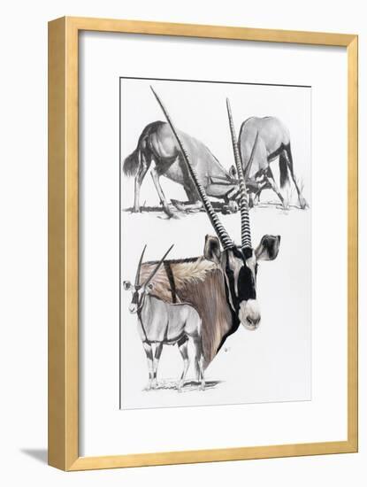 Gemsbok-Barbara Keith-Framed Giclee Print