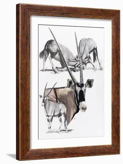 Gemsbok-Barbara Keith-Framed Giclee Print