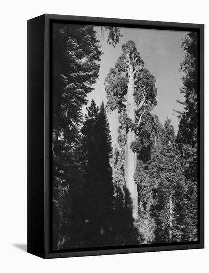 "Gen. Grant's" Sequoia Tree in King's Canyon National Park-J^ R^ Eyerman-Framed Premier Image Canvas