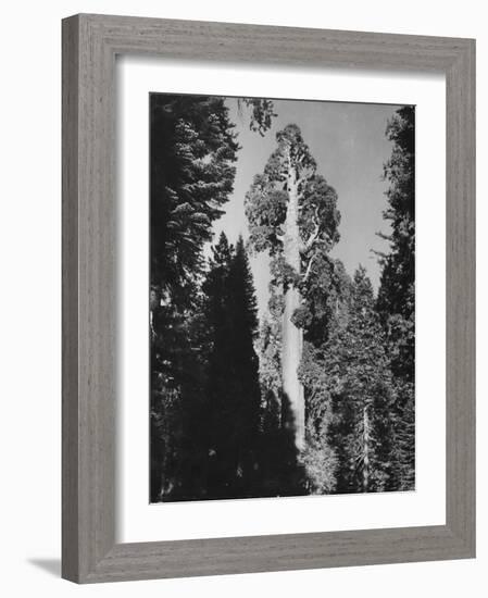 "Gen. Grant's" Sequoia Tree in King's Canyon National Park-J^ R^ Eyerman-Framed Photographic Print