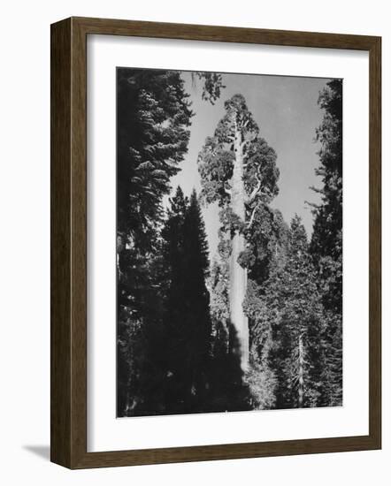 "Gen. Grant's" Sequoia Tree in King's Canyon National Park-J^ R^ Eyerman-Framed Photographic Print