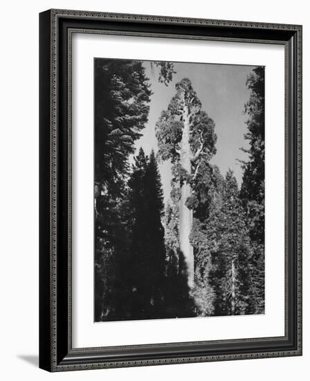 "Gen. Grant's" Sequoia Tree in King's Canyon National Park-J^ R^ Eyerman-Framed Photographic Print