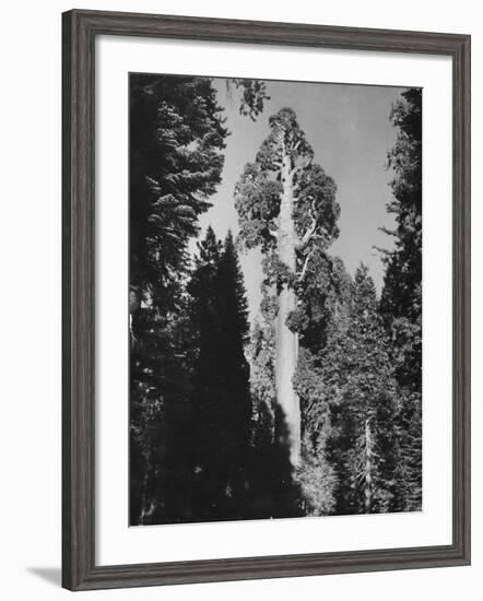 "Gen. Grant's" Sequoia Tree in King's Canyon National Park-J^ R^ Eyerman-Framed Photographic Print