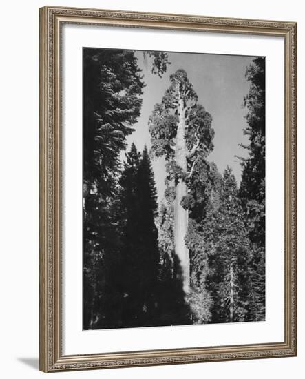 "Gen. Grant's" Sequoia Tree in King's Canyon National Park-J^ R^ Eyerman-Framed Photographic Print