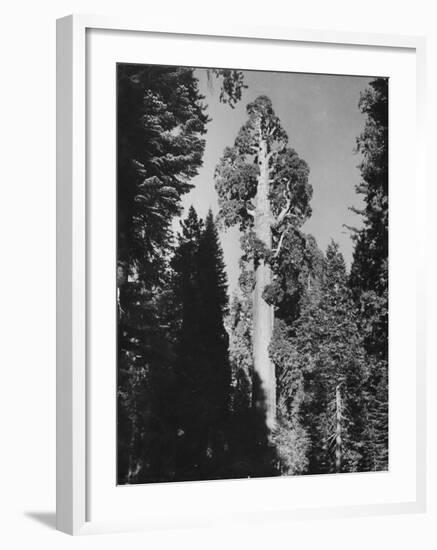 "Gen. Grant's" Sequoia Tree in King's Canyon National Park-J^ R^ Eyerman-Framed Photographic Print