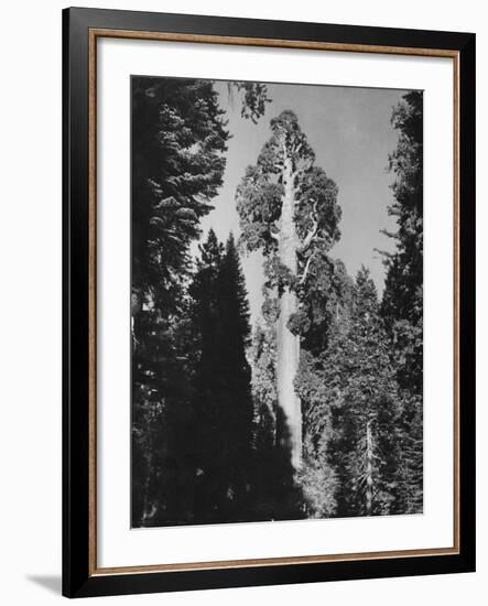 "Gen. Grant's" Sequoia Tree in King's Canyon National Park-J^ R^ Eyerman-Framed Photographic Print