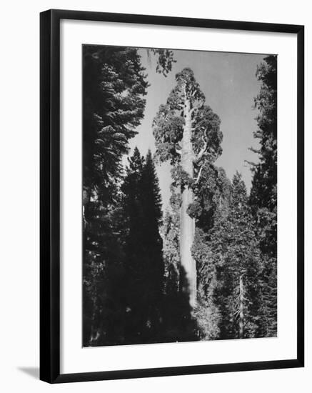 "Gen. Grant's" Sequoia Tree in King's Canyon National Park-J^ R^ Eyerman-Framed Photographic Print