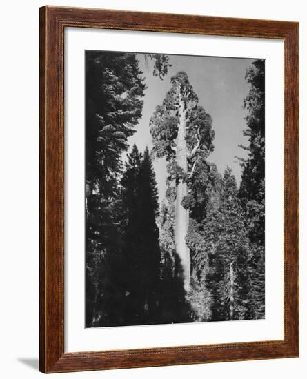 "Gen. Grant's" Sequoia Tree in King's Canyon National Park-J^ R^ Eyerman-Framed Photographic Print