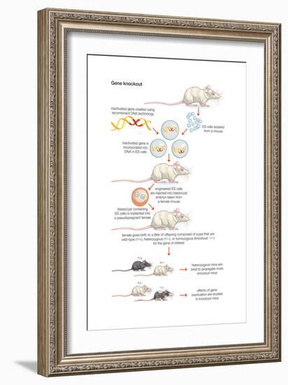 Gene Knockout. Recombinant Dna Technology, Genetic Engineering, Heredity, Genetics-Encyclopaedia Britannica-Framed Art Print