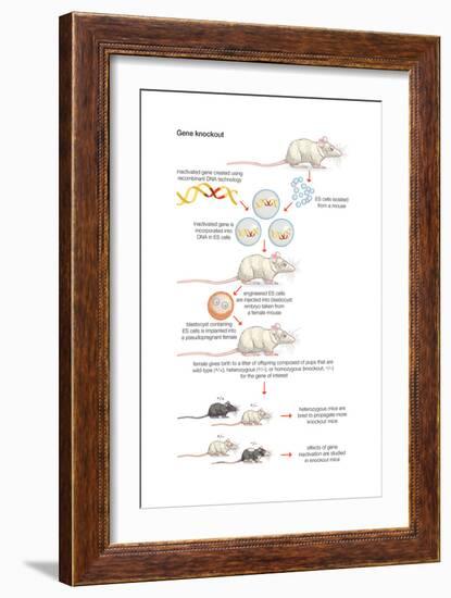 Gene Knockout. Recombinant Dna Technology, Genetic Engineering, Heredity, Genetics-Encyclopaedia Britannica-Framed Art Print