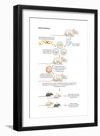 Gene Knockout. Recombinant Dna Technology, Genetic Engineering, Heredity, Genetics-Encyclopaedia Britannica-Framed Art Print