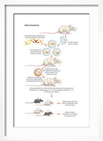 Gene Knockout. Recombinant Dna Technology, Genetic Engineering, Heredity, Genetics' Art Print - Encyclopaedia Britannica Gene Knockout. Recombinant Dna Technology, Genetic Engineering, Heredity, Genetics' Art Print - Encyclopaedia Britannica