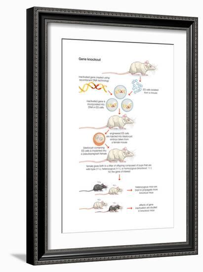 Gene Knockout. Recombinant Dna Technology, Genetic Engineering, Heredity, Genetics-Encyclopaedia Britannica-Framed Art Print