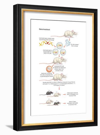 Gene Knockout. Recombinant Dna Technology, Genetic Engineering, Heredity, Genetics-Encyclopaedia Britannica-Framed Art Print