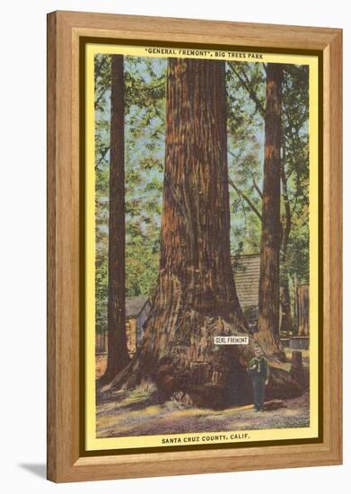 General Fremont, Big Tree, Santa Cruz, California-null-Framed Stretched Canvas