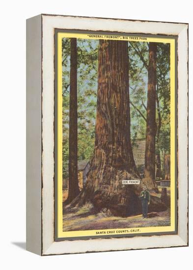 General Fremont, Big Tree, Santa Cruz, California-null-Framed Stretched Canvas