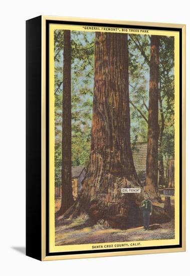 General Fremont, Big Tree, Santa Cruz, California-null-Framed Stretched Canvas