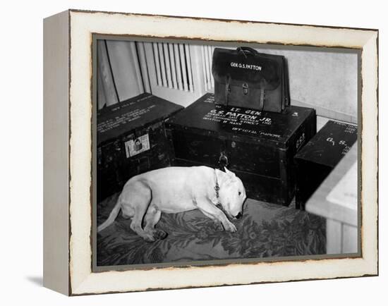 General Georg Patton's Pet Bull Terrier 'Willie'-null-Framed Stretched Canvas