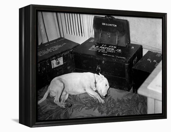 General Georg Patton's Pet Bull Terrier 'Willie'-null-Framed Stretched Canvas