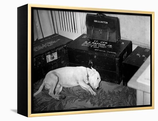 General Georg Patton's Pet Bull Terrier 'Willie'-null-Framed Stretched Canvas