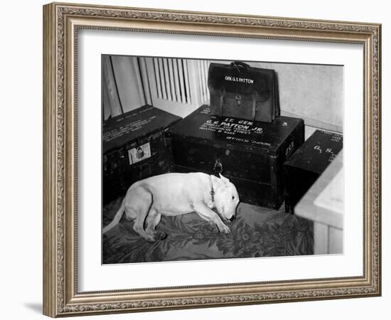 General Georg Patton's Pet Bull Terrier 'Willie'-null-Framed Photo