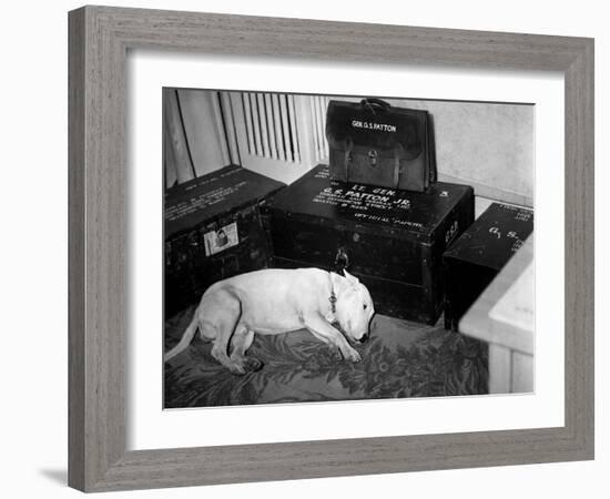 General Georg Patton's Pet Bull Terrier 'Willie'-null-Framed Photo