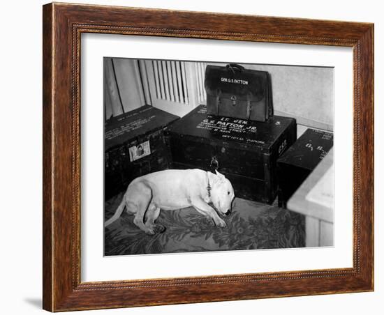 General Georg Patton's Pet Bull Terrier 'Willie'-null-Framed Photo