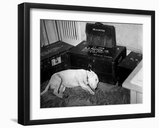 General Georg Patton's Pet Bull Terrier 'Willie'--Framed Photo