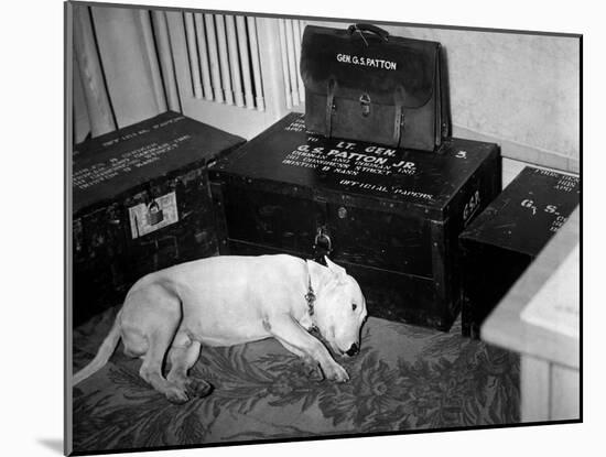 General Georg Patton's Pet Bull Terrier 'Willie'-null-Mounted Photo