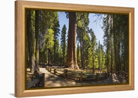 General Sherman in Sequoia National Park.-Jon Hicks-Framed Premier Image Canvas