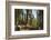 General Sherman in Sequoia National Park.-Jon Hicks-Framed Photographic Print