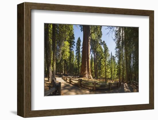 General Sherman in Sequoia National Park.-Jon Hicks-Framed Photographic Print