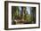 General Sherman in Sequoia National Park.-Jon Hicks-Framed Photographic Print