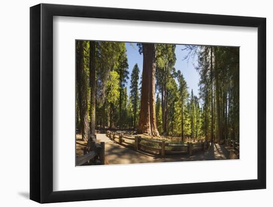 General Sherman in Sequoia National Park.-Jon Hicks-Framed Photographic Print