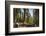 General Sherman in Sequoia National Park.-Jon Hicks-Framed Photographic Print