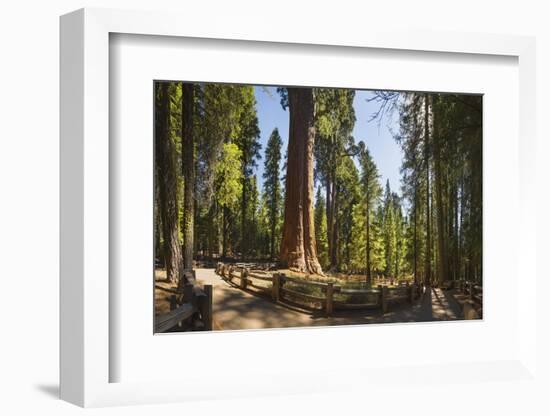General Sherman in Sequoia National Park.-Jon Hicks-Framed Photographic Print