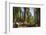 General Sherman in Sequoia National Park.-Jon Hicks-Framed Photographic Print