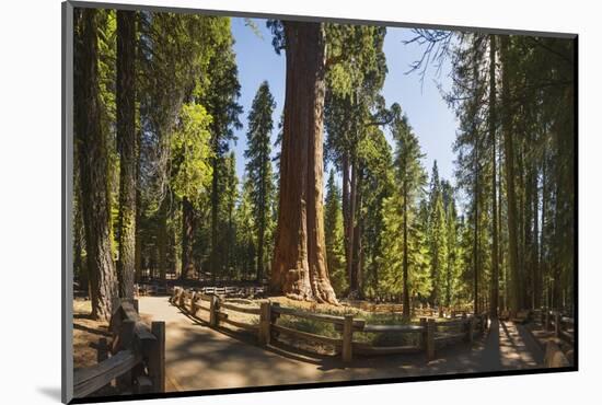 General Sherman in Sequoia National Park.-Jon Hicks-Mounted Photographic Print
