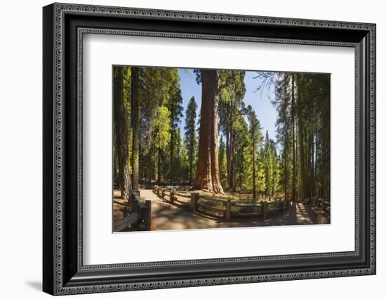 General Sherman in Sequoia National Park.-Jon Hicks-Framed Photographic Print