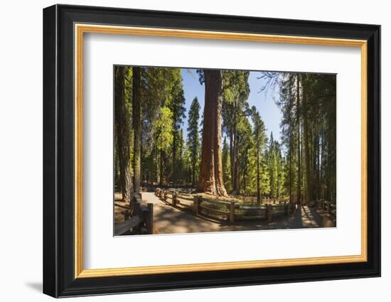 General Sherman in Sequoia National Park.-Jon Hicks-Framed Photographic Print