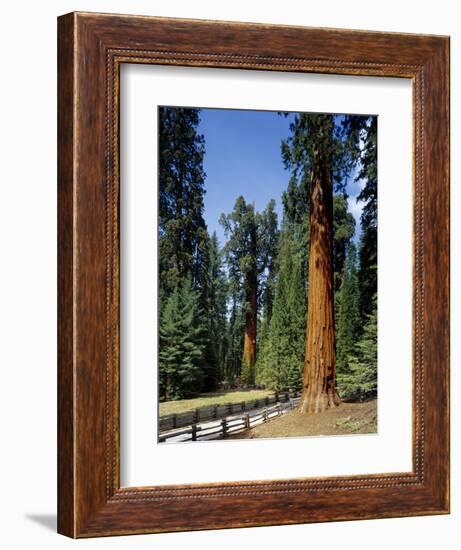 General Sherman Tree in the Background, Sequoia National Park, California-Greg Probst-Framed Photographic Print