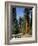 General Sherman Tree in the Background, Sequoia National Park, California-Greg Probst-Framed Photographic Print