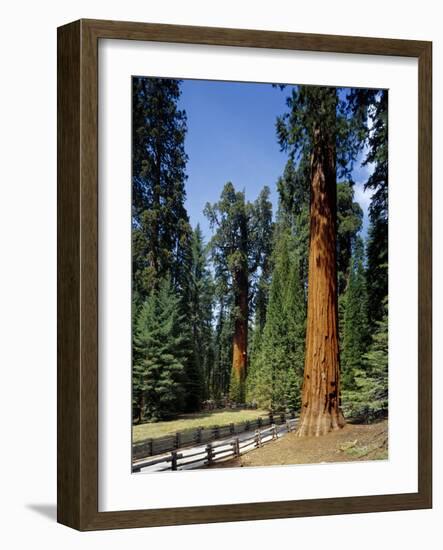 General Sherman Tree in the Background, Sequoia National Park, California-Greg Probst-Framed Photographic Print