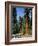 General Sherman Tree in the Background, Sequoia National Park, California-Greg Probst-Framed Photographic Print