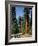 General Sherman Tree in the Background, Sequoia National Park, California-Greg Probst-Framed Photographic Print