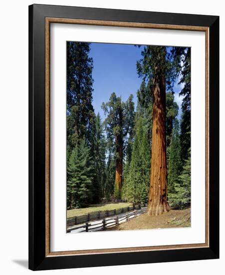 General Sherman Tree in the Background, Sequoia National Park, California-Greg Probst-Framed Photographic Print