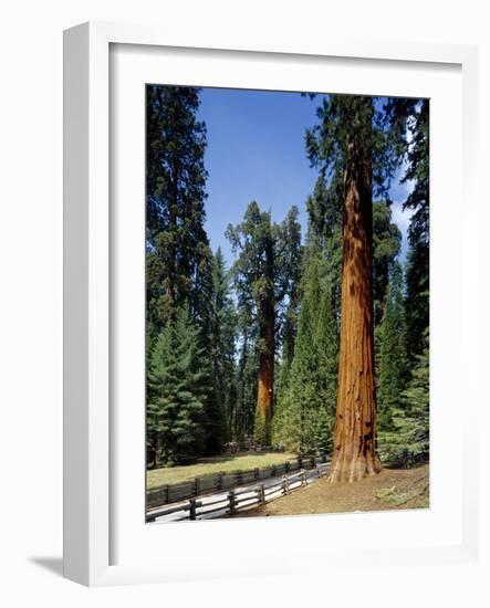 General Sherman Tree in the Background, Sequoia National Park, California-Greg Probst-Framed Photographic Print