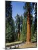 General Sherman Tree in the Background, Sequoia National Park, California-Greg Probst-Mounted Photographic Print