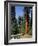 General Sherman Tree in the Background, Sequoia National Park, California-Greg Probst-Framed Photographic Print